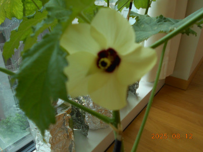 DSCN9007